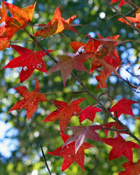 LIQUIDAMBAR STYR.