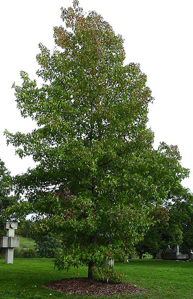 LIQUIDAMBAR STYR.