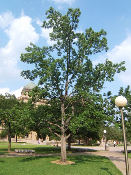 LIQUIDAMBAR STYR.