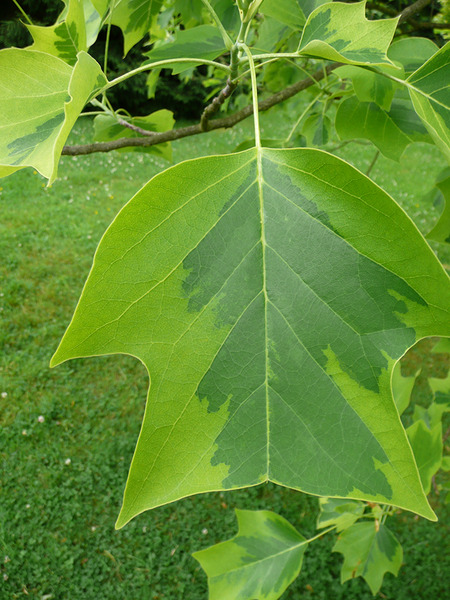 LIRIODENDRON TUL. AUREOMARGINA