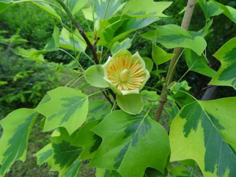 LIRIODENDRON TUL. AUREOMARGINA