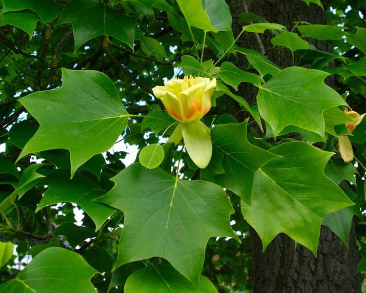 LIRIODENDRON TULIPIFERA