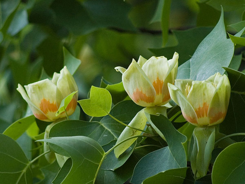 LIRIODENDRON TULIPIFERA
