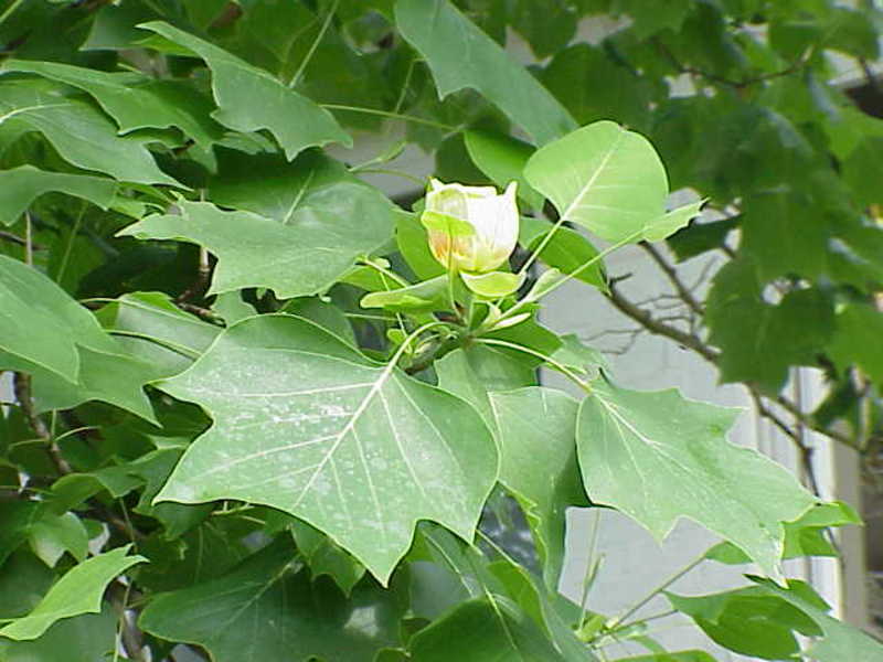 LIRIODENDRON TULIPIFERA