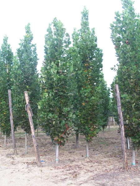 LIRIODENDRON TUL. FASTIGIATA