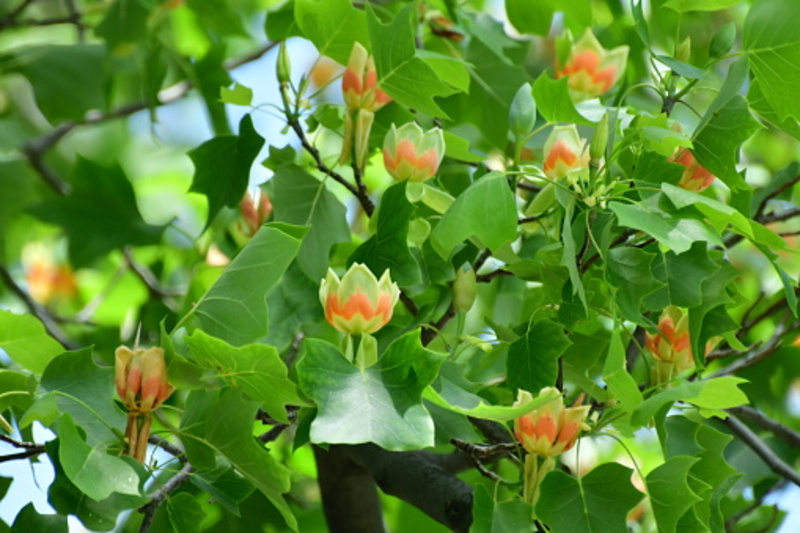 LIRIODENDRON TULIPIFERA