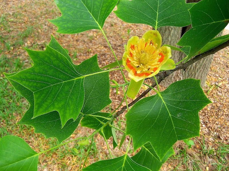 LIRIODENDRON TULIPIFERA