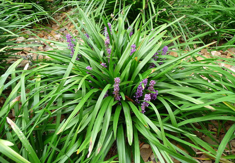 LIRIOPE MUSCARI