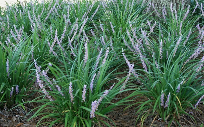 LIRIOPE MUSCARI BIG BLUE