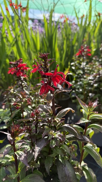 LOBELIA SPEC. SCARLET FLAME