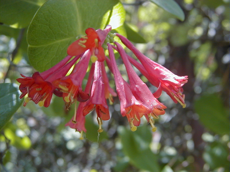 LONICERA BROWNII FUCHSOIDES