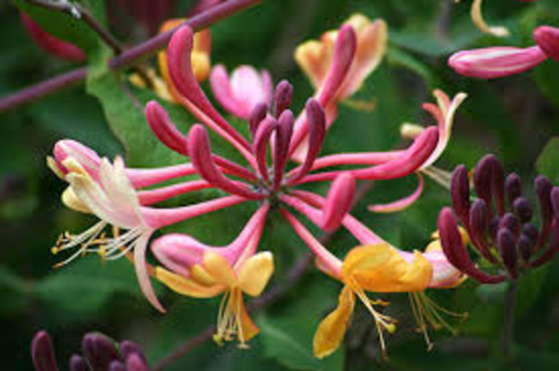 LONICERA HECKROTTI AMERICAN B.