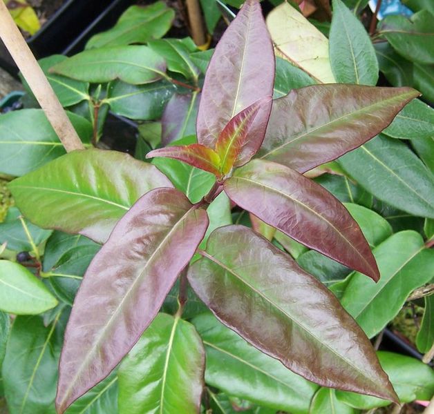 LONICERA HENRYI COPPER BEAUTY