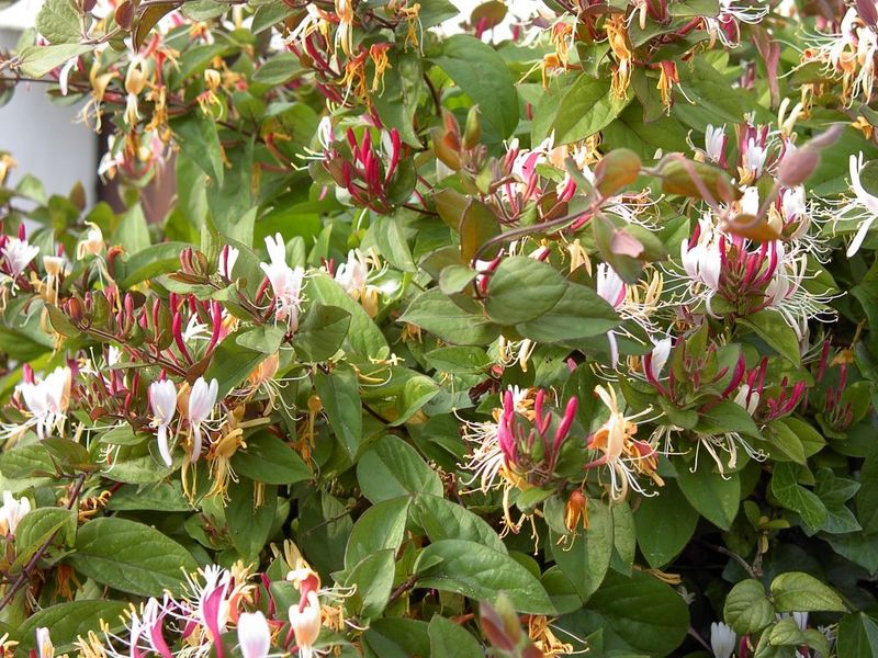 LONICERA JAPONICA CHINENSIS