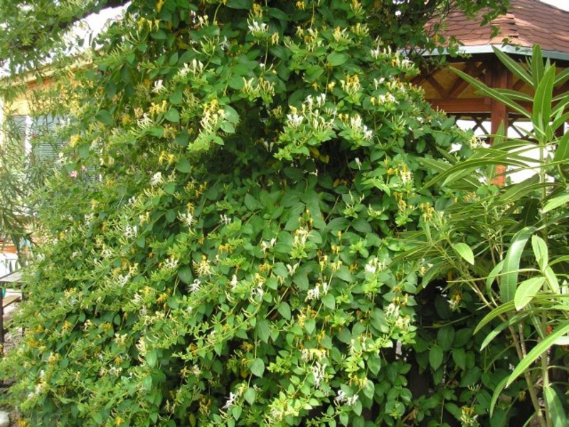 LONICERA JAPONICA HALLIANA