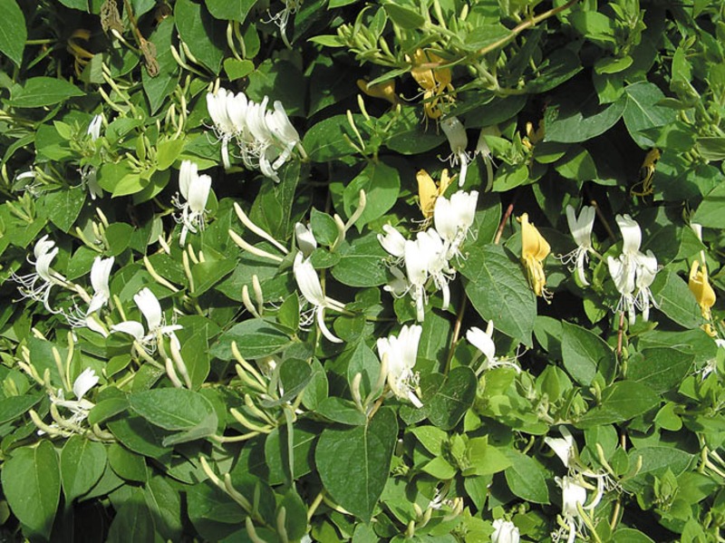 LONICERA JAPONICA HALLIANA