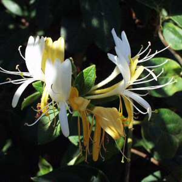 LONICERA JAPONICA HALLIANA