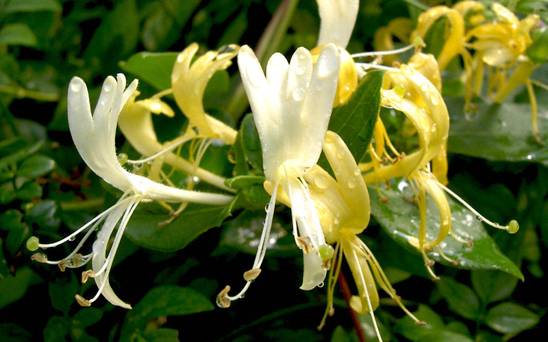 LONICERA JAPONICA HALLIANA