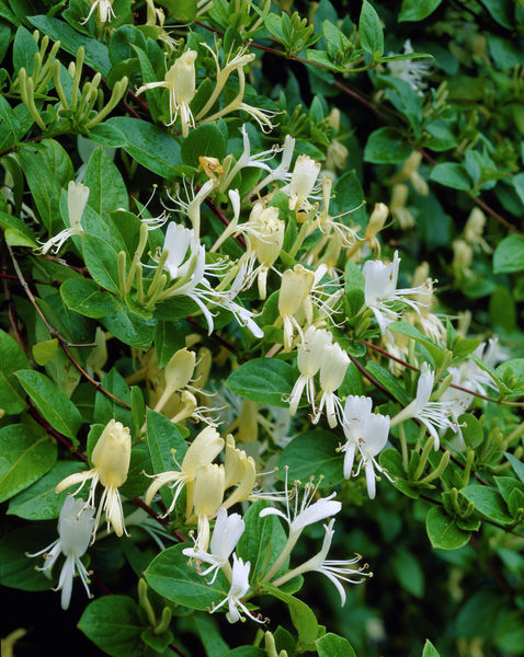 LONICERA JAPONICA HALLIANA