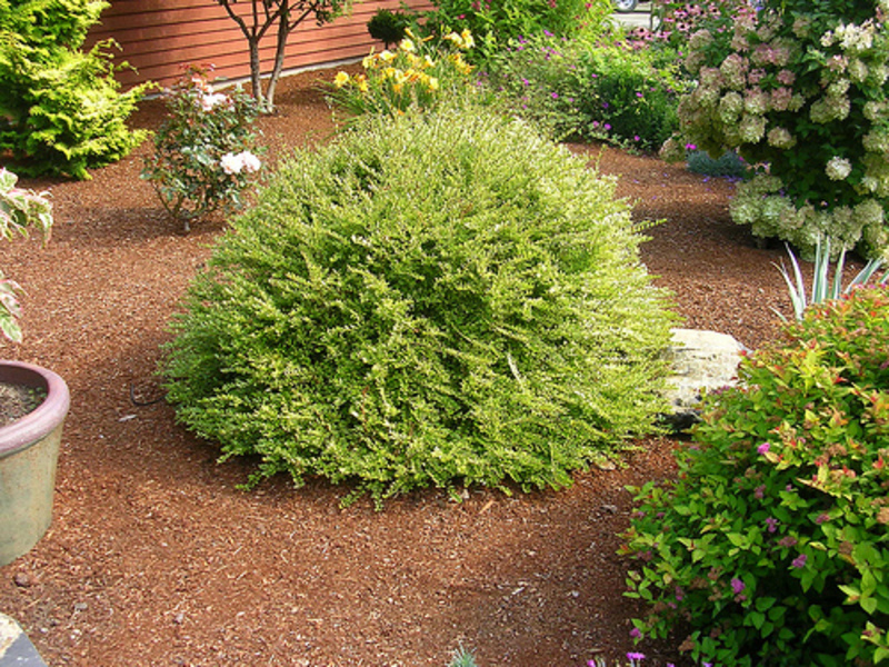 LONICERA NITIDA BAGGENS GOLD