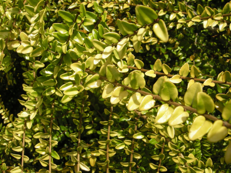 LONICERA NITIDA BAGGENS GOLD