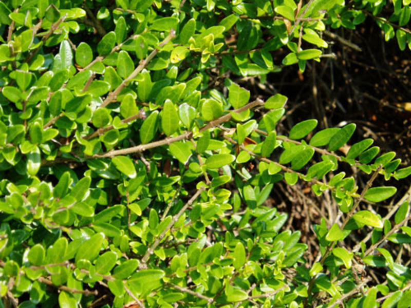 LONICERA NITIDA ELEGANT