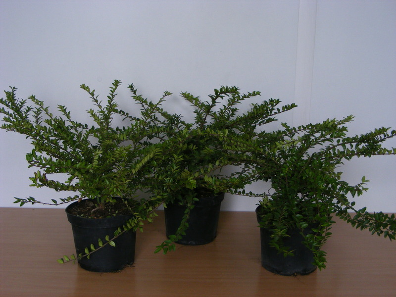 LONICERA NITIDA MAIGRÜN