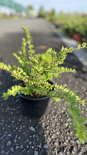 LONICERA NITIDA MAIGR&Uuml;N