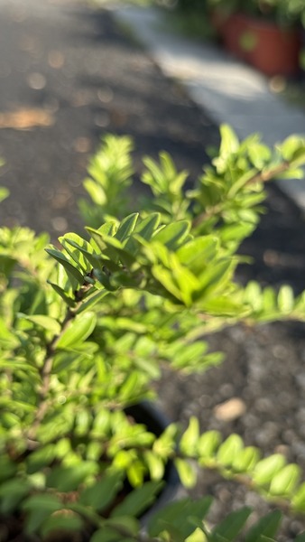 LONICERA NITIDA MAIGR&Uuml;N