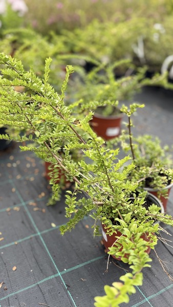 LONICERA NITIDA MAIGR&Uuml;N
