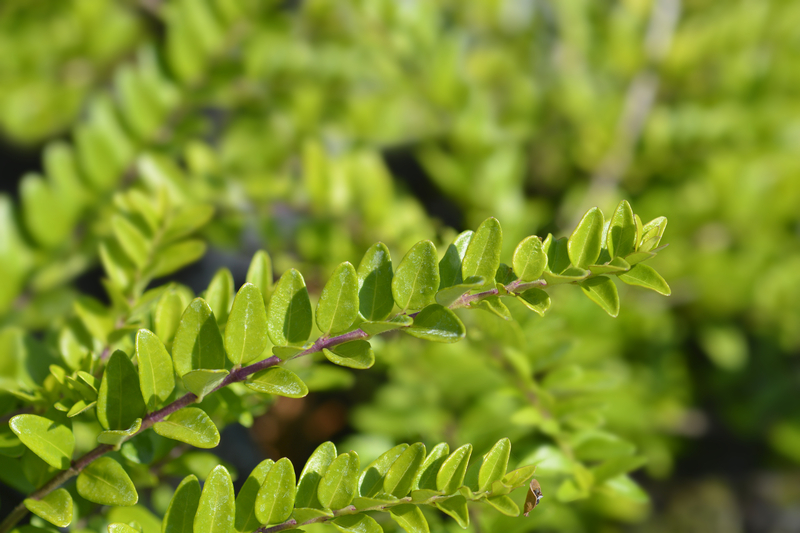 LONICERA PILEATA