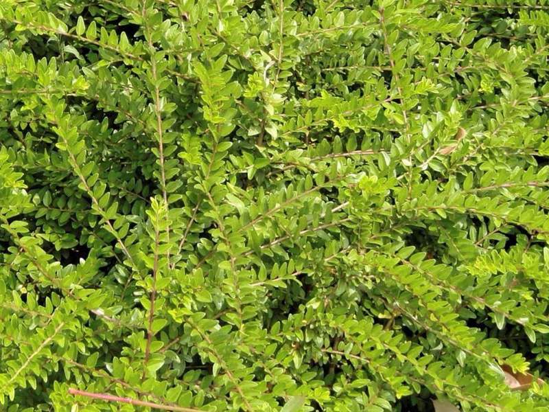 LONICERA PILEATA
