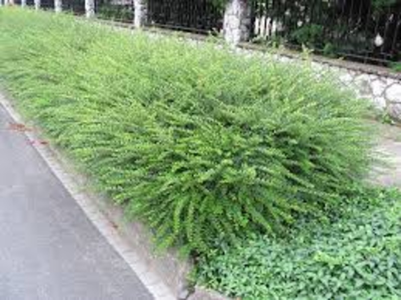 LONICERA PILEATA MOSS GREEN