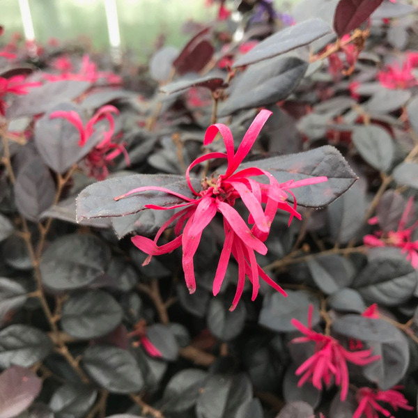 LOROPETALUM CHINENSE BLACK P.