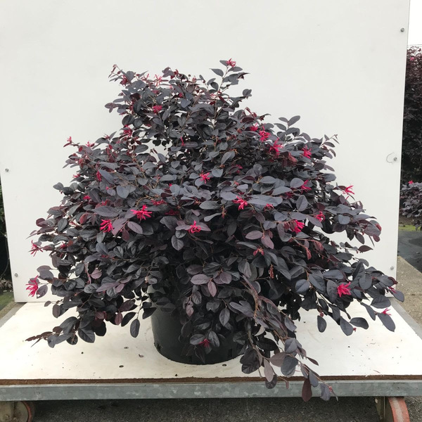 LOROPETALUM CHINENSE BLACK P.