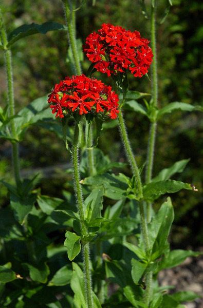LYCHNIS CHALCEDONICA