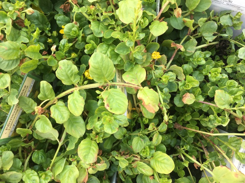 LYSIMACHIA NUMMULARIA