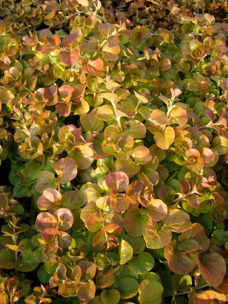 LYSIMACHIA NUMMULARIA AUREA