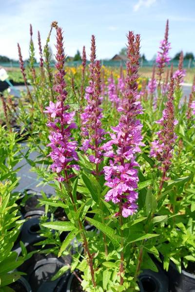 LYTHRUM SALICARIA ROBIN