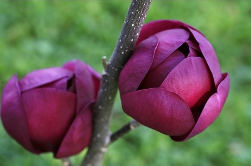 MAGNOLIA BLACK TULIP