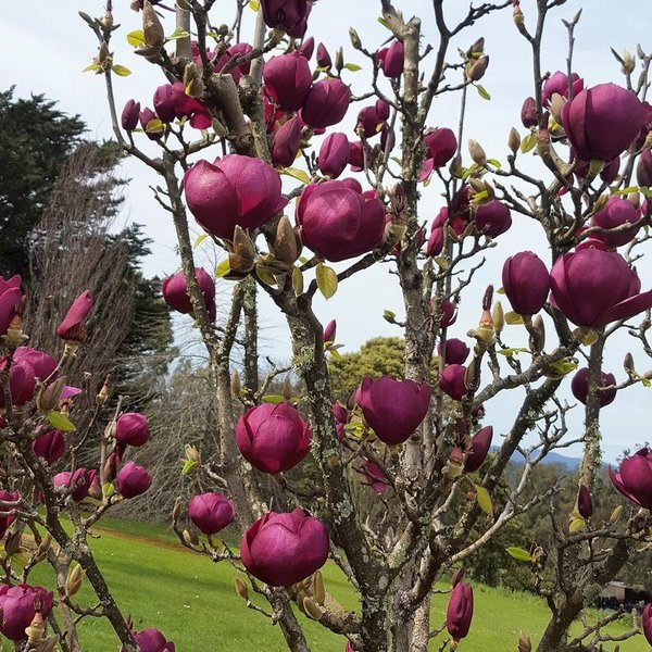 MAGNOLIA BLACK TULIP