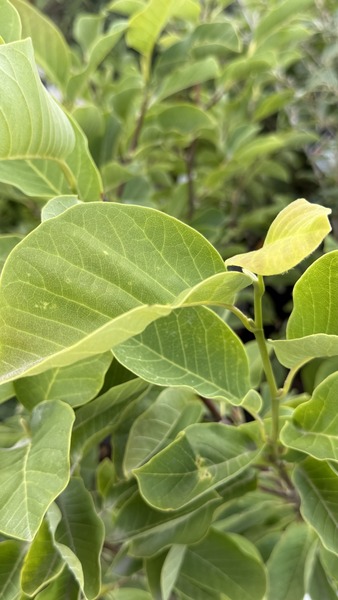 MAGNOLIA BUTTERFLIES