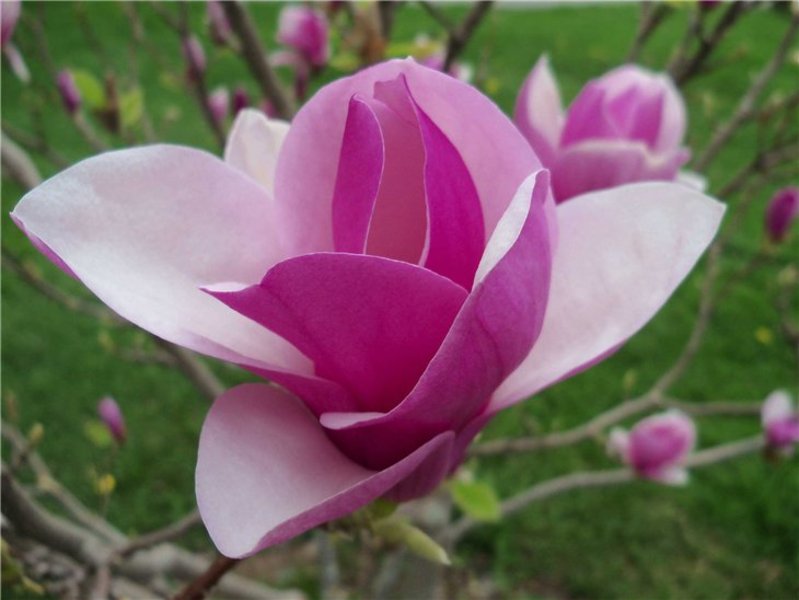 MAGNOLIA GALAXY