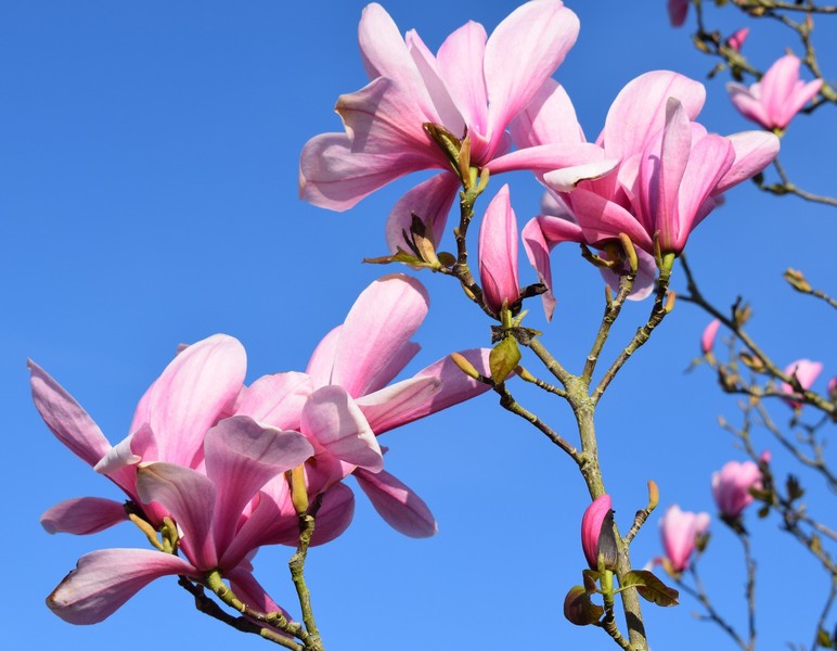 MAGNOLIA GALAXY