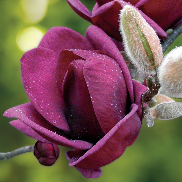 MAGNOLIA GENIE