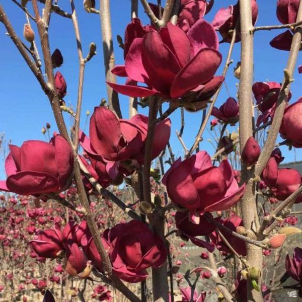 MAGNOLIA GENIE