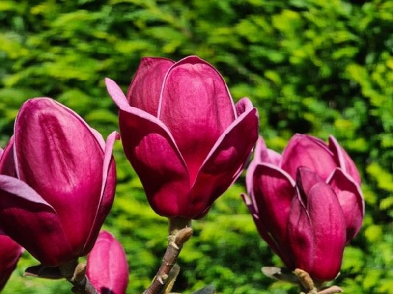 MAGNOLIA GENIE