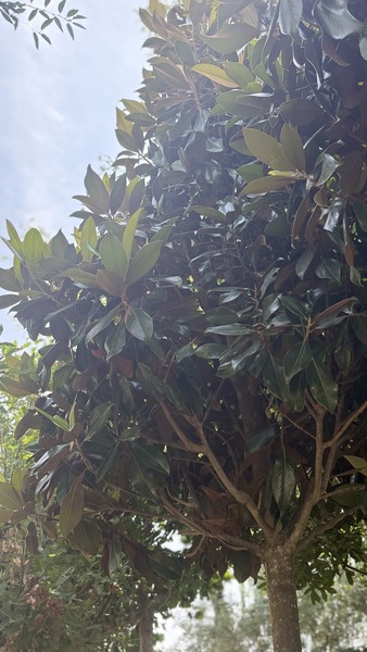 MAGNOLIA GRAND. GALLISONIENSIS