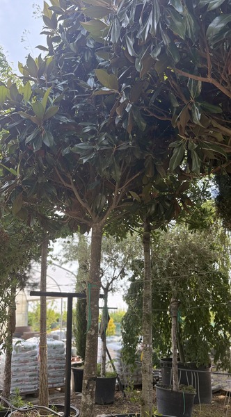 MAGNOLIA GRAND. GALLISONIENSIS