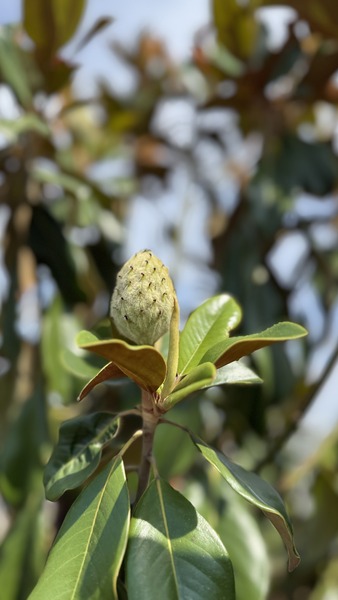 MAGNOLIA GRAND. PRAECOX